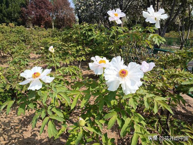 落尽残红始吐芳，佳名唤作百花王