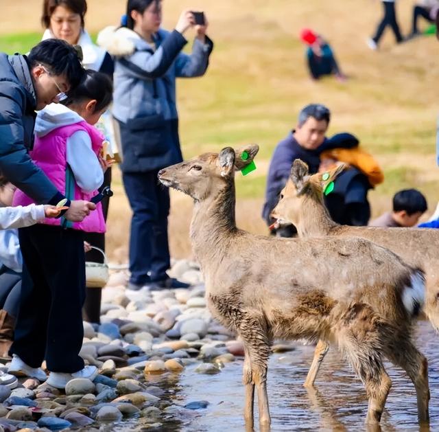 首个春假！家门口的露营野餐地随便挑