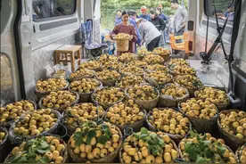 苏州枇杷即将“C位出道”，五月见！图片