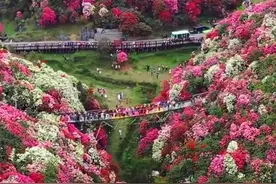 美！漫山遍野杜鹃花开美如调色盘图片
