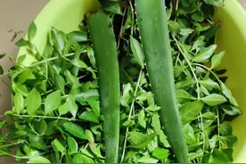 纯植物（新鲜叶子）染白发，增加咖啡一起染，效果非常好图片