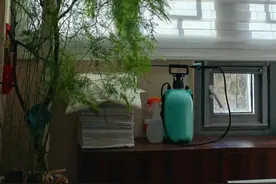 天津一大哥，一盆文竹养20年，直接长成了“树”，网友直呼开眼了图片