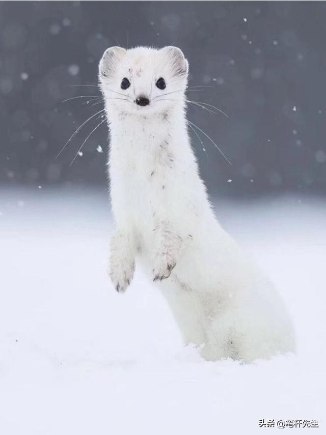 恐龙既不温血也不冷血？化石标记物揭秘，中温性成灭绝关键