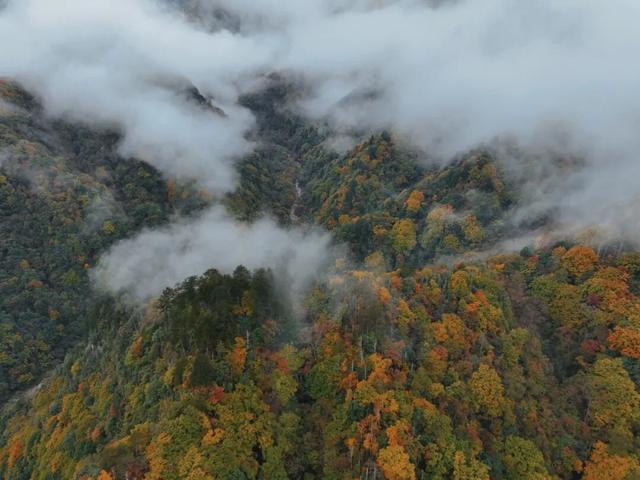当唐家河“搬”进南京城：一场跨越千里的自然邂逅