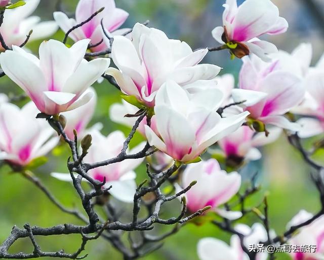 成都市区最美玉兰花开了，寺庙公园惊艳的美，这3处都不要门票！