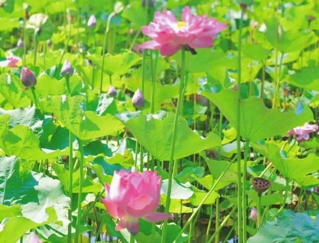 滕州微山湖红荷湿地：秋日限定的诗意画卷
