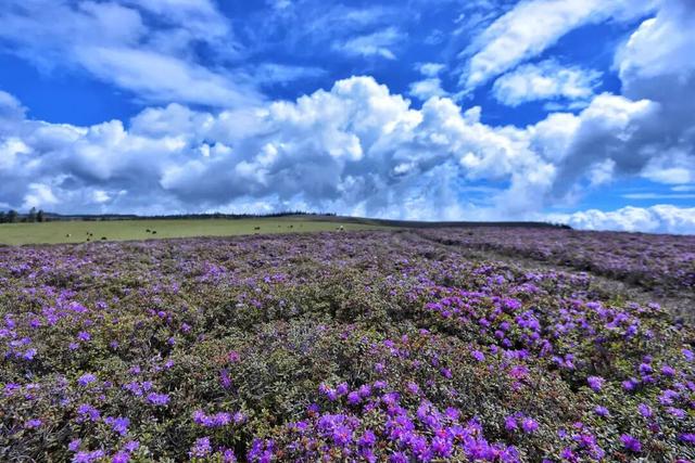 还没结束的花事，槽点太多了！
