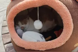 猫咪被主人遗弃后，又被路上打到遍体鳞伤，它为何还是不走？图片