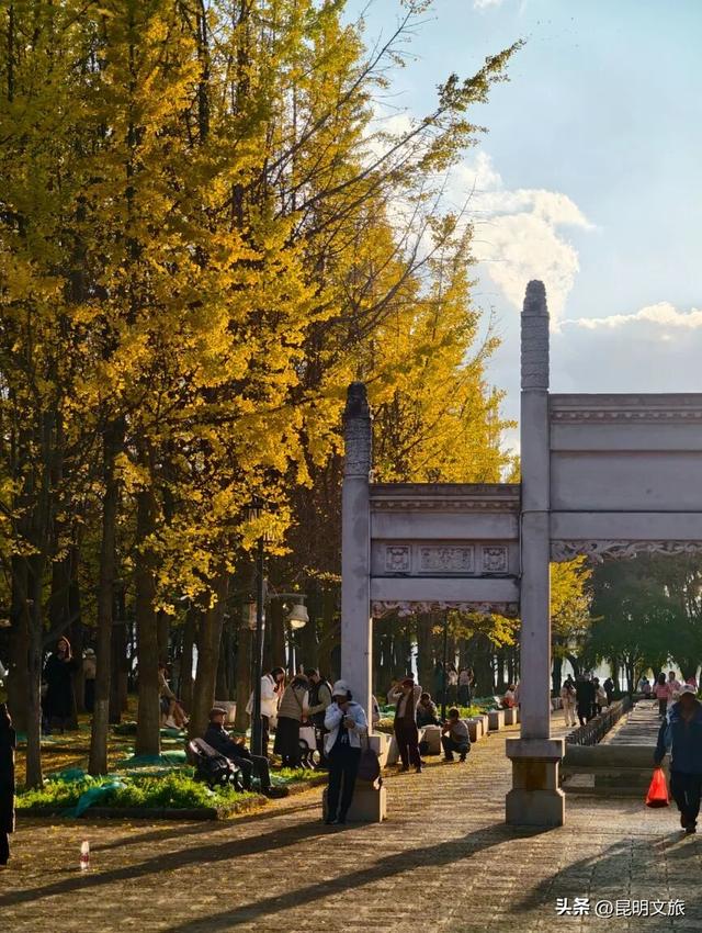 美爆！美爆！超全攻略！超出片！🤳昆明银杏黄金倒计时，抓紧时间冲~