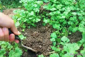 香菜、菠菜播种后不出苗，原来是这三个原因，这样处理一下就好图片