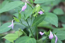 观音草是一种怎样的植物图片