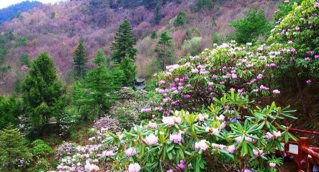 藏不住了！秦岭2万亩杜鹃染红群山，这才是西北春天的天花板