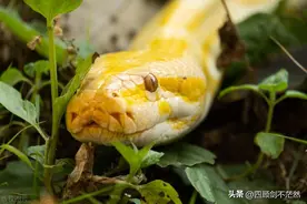 爸爸的真实经历：一个跟蛇蜕有关的神奇故事！图片