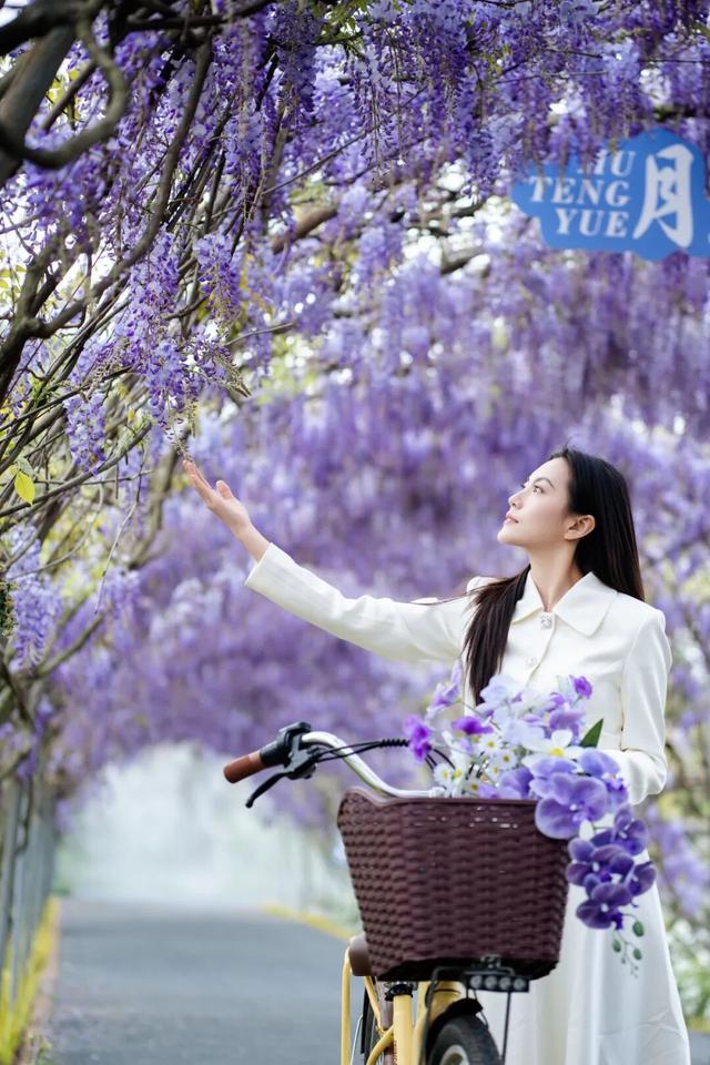 就在崇州！满屏紫色，唯美上线