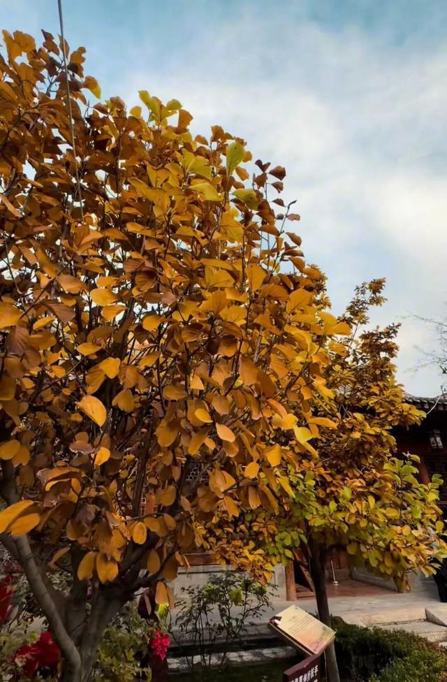 临夏秋日：在暖阳里邂逅街巷与公园的诗意