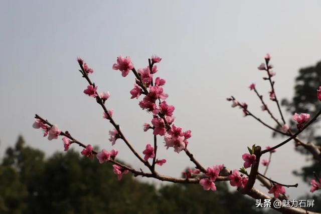 来石屏牛街赴一场与繁花的诗意之约~