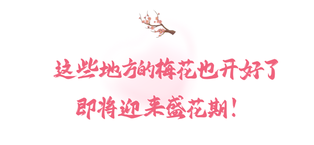 满屏梅花🤩不用怀疑！你期盼的春天提前来了！