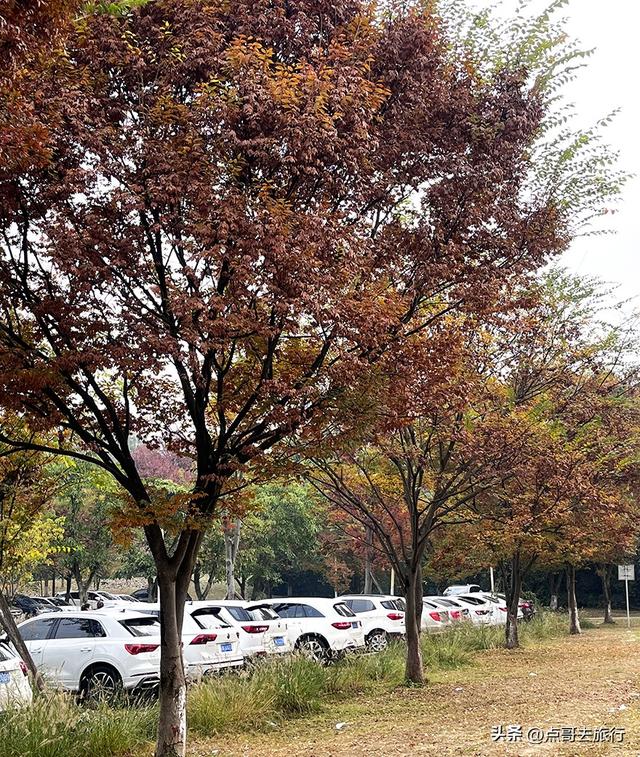 成都最美水杉红了，染红了湖面，不要门票，地铁公交直达！