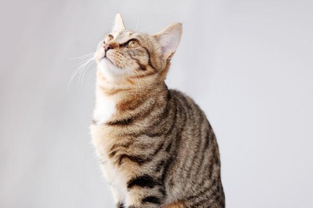 20个超可爱的猫咪名字，总有一个适合你的小主子！