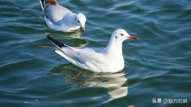 跨越山海的生态之约 奏响人与自然和谐乐章