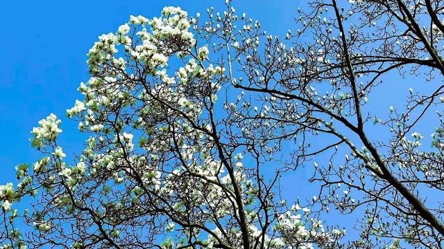 春天的打开方式，从公园徒步、赏花开启