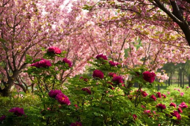 太期待了！接下来的洛阳，是这样的...