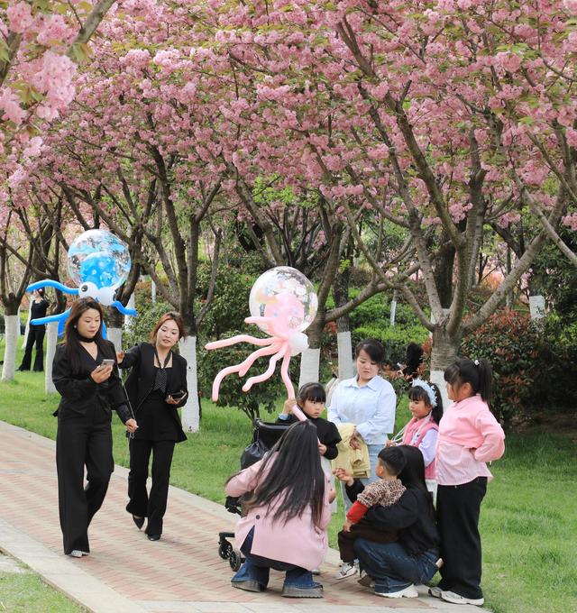 徽县：樱花节会醉游人