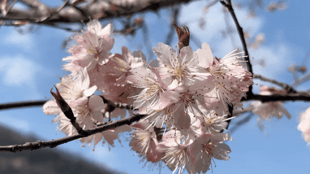 康县的春，从南一路盛开