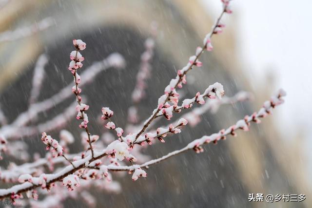 “春节冷不冷，就看冬月初一”，今日冬月初一，今年春节很冷吗？