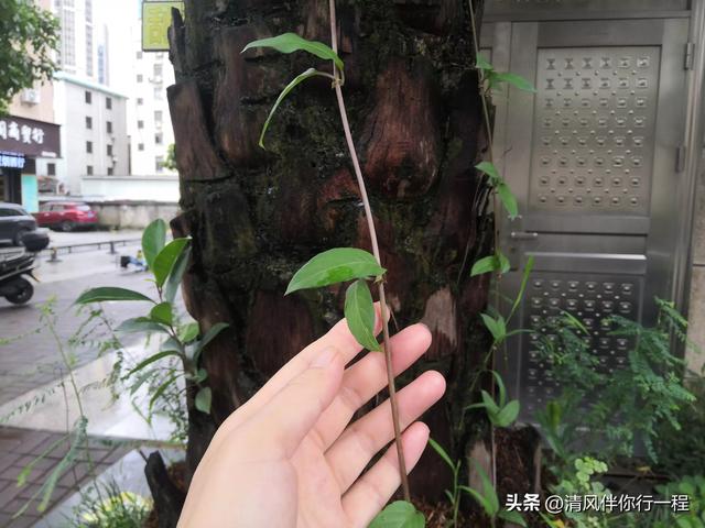 广州南沙温暖湿润，一棵树上有九种植物寄生，格局真大