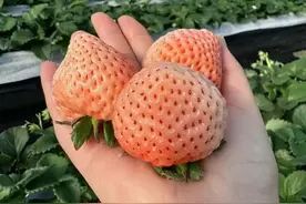 宁波春节采摘地图上新→图片