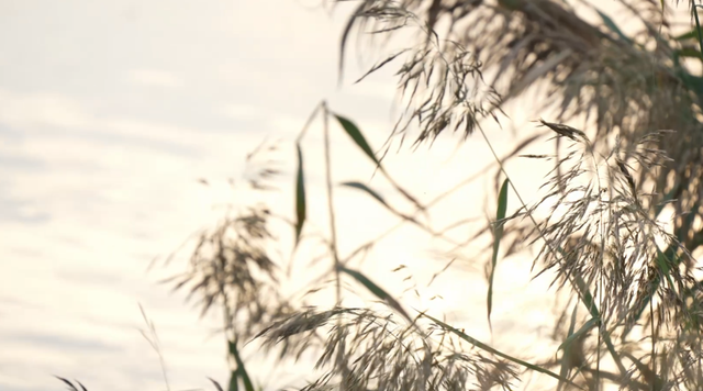 初冬运河边太好拍了！承包一整段温柔时光