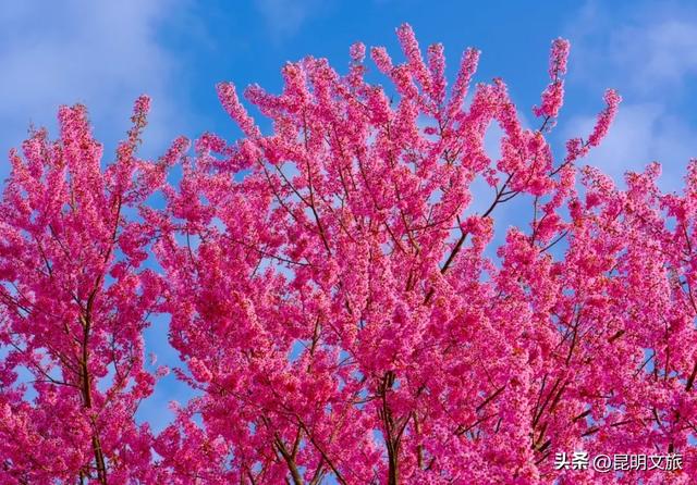 美炸！美炸！全国裹貂我赏樱！昆明最全冬樱赏花攻略来了，周末快冲~