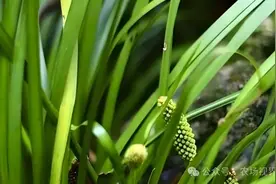 种植参考：1亩种苗投资800元，3年产1500斤，公斤价70元价格坚挺图片