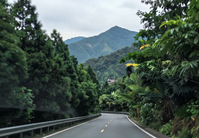 宁波 500 亩杜鹃花开爆了，从山脚到山顶很壮观，适合徒步游玩