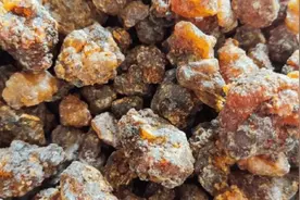 乳香+没药：巨难喝的中药之一，但它确实很牛！图片