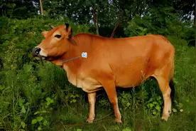 《说文解字》第849课：细说“胡”字，姓胡的胡，也是胡子的胡图片