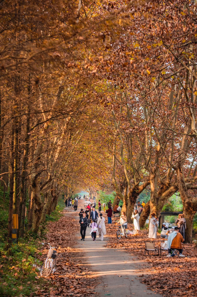 成都周边一日往返，6个小众不废腿的彩林秘境，0门票！