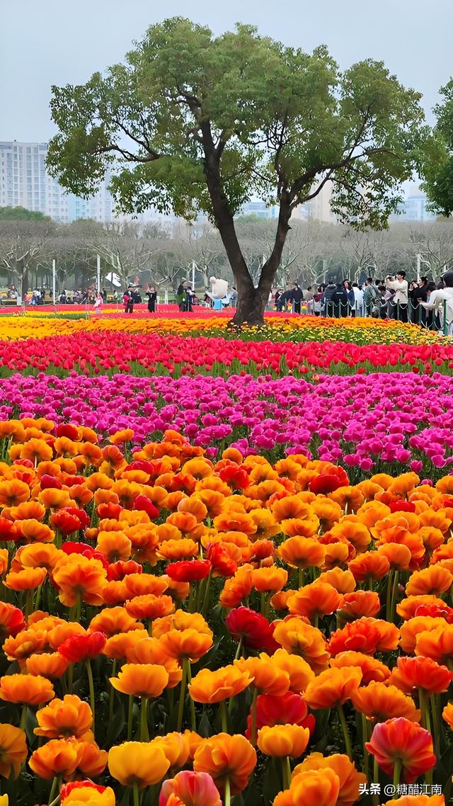 四月无锡一日游攻略｜错过鼋头渚樱花，这趟紫藤 + 杜鹃之旅更江南