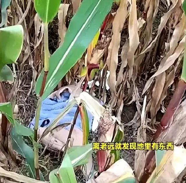 女子跑去玉米地约会，农户晒出现场照片：纸巾扔了一地