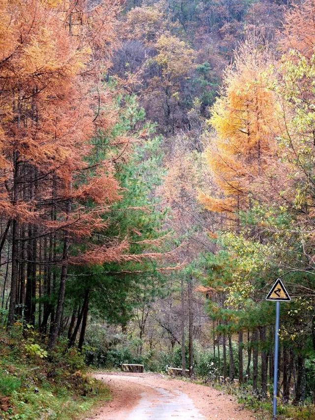 等霜落，看景去——徽县的秋，是首写满美的诗