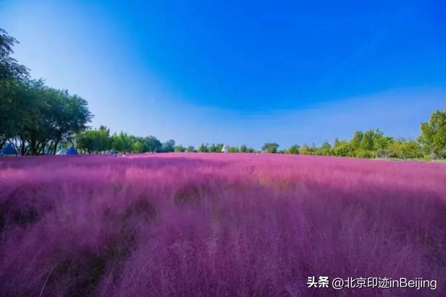 京城周末丨秋日限定浪漫,粉黛花海进入最美时节