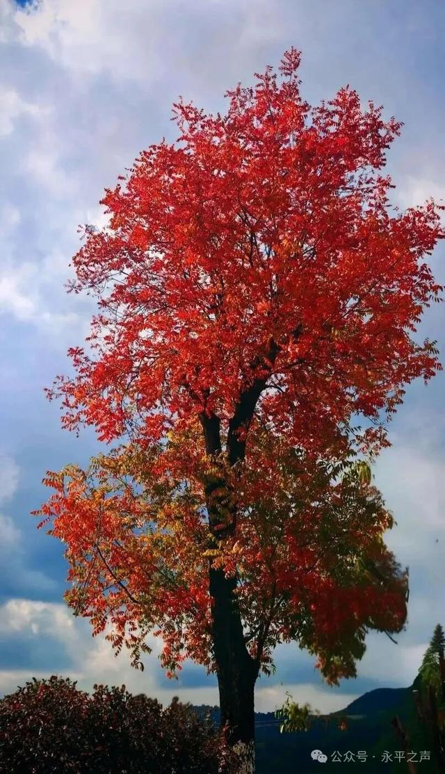 永平楷（jiē）木大道，邀您邂逅冬日“楷（kǎi）模”风骨！