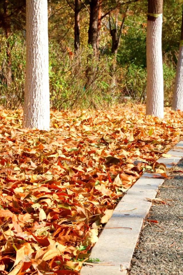 北疆文化 遇鉴赛罕 | 秋色漫卷赛罕:快将秋日打包,赶赴一场赛罕秋约!