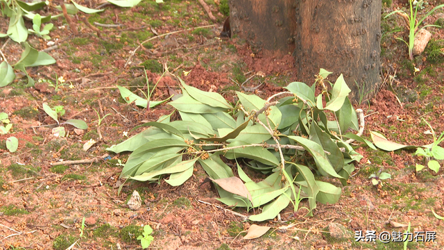 桂花飘香招人爱 怜香惜花不伸手