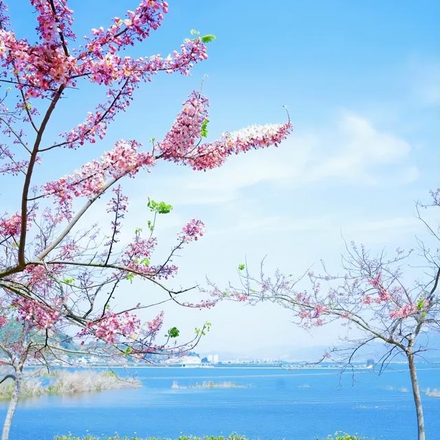 石屏的神黄豆花开了~