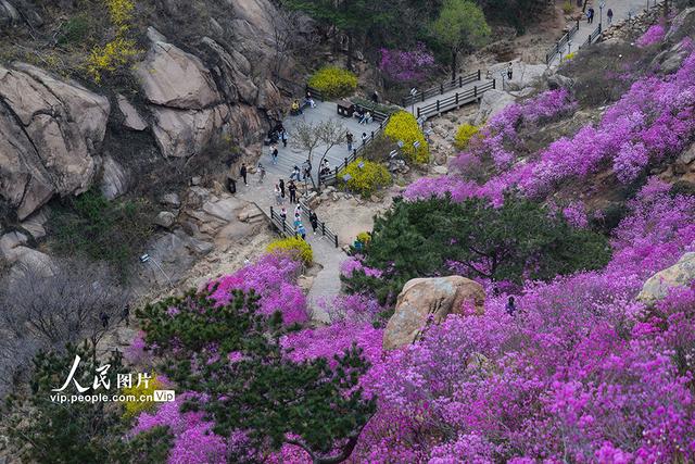 山东青岛：杜鹃花开