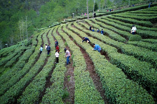青睐绵阳 || 这个春天，来平武赴一场Color Walk