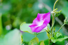 兄弟姐妹最好的相处模式，就是“四个字”图片