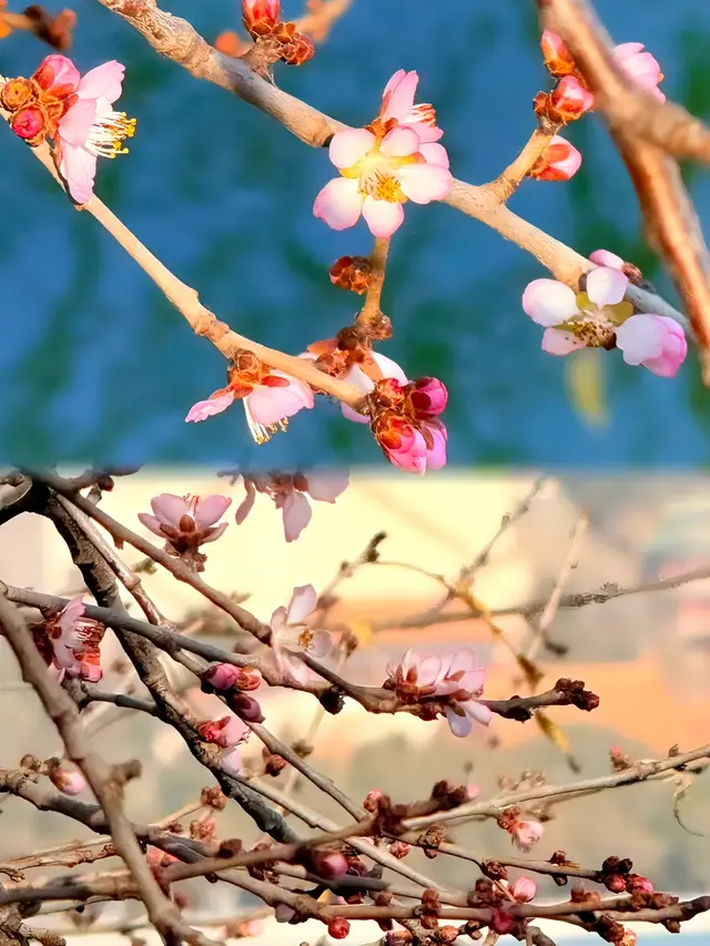 奇观！桃花逆寒盛开！北京的秋冬有多“热闹”——